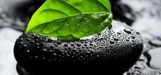 石头水珠绿叶高清