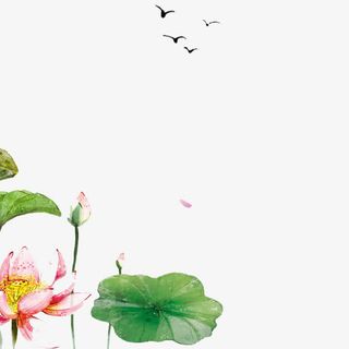手绘的荷叶荷花免抠