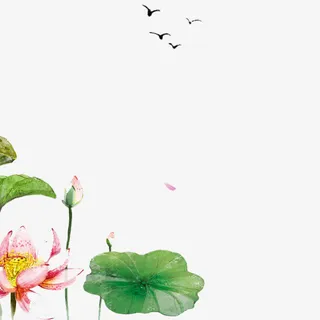 手绘的荷叶荷花免抠