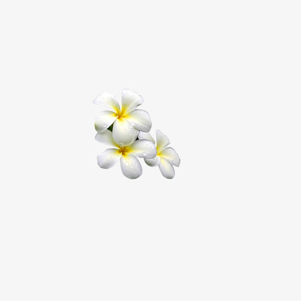 鸡蛋小花免抠