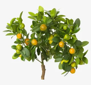 挂满果实的果树免抠