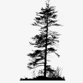 冬天里高高的树木免抠