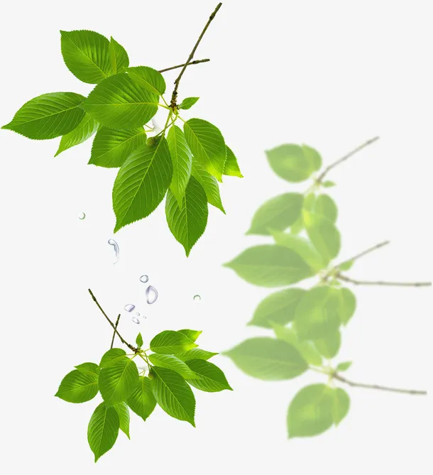 树叶绿叶树枝草,花,草,绿色,植物免抠