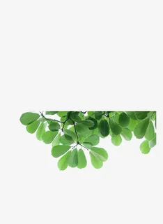 春天树叶绿色绿叶免抠动植物植物元素 春天树叶绿色绿叶免抠动植物植物元素