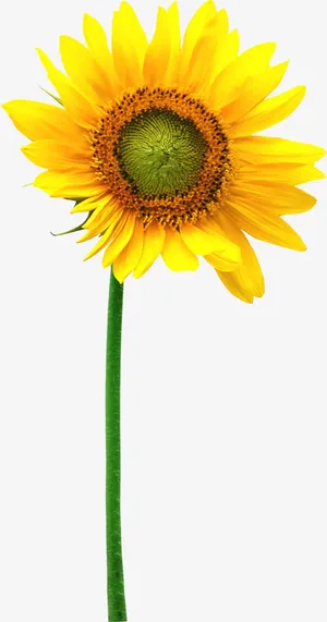 春天梦幻黄色向日葵免抠