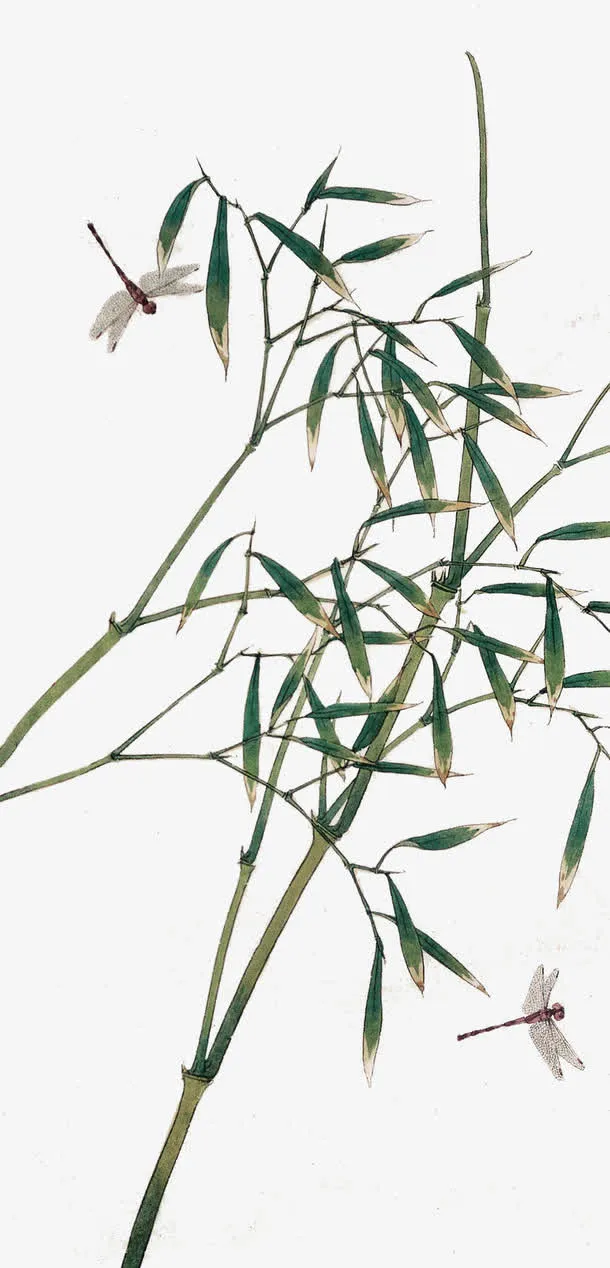 竹子免抠