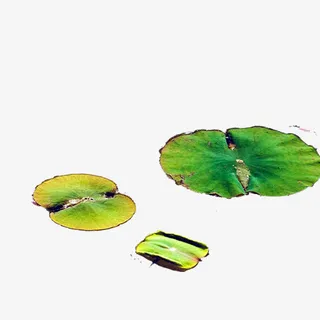 荷叶免抠