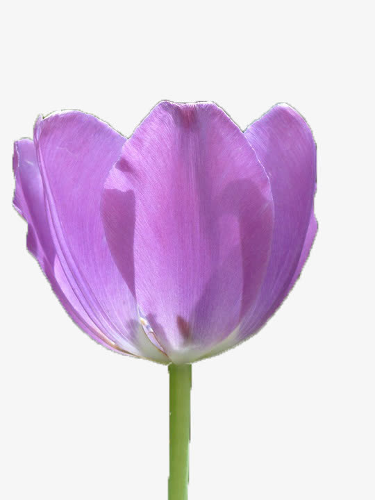 紫色花瓣免抠