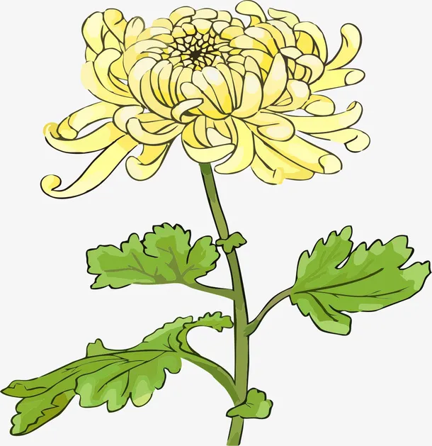 手绘菊花的插画免抠