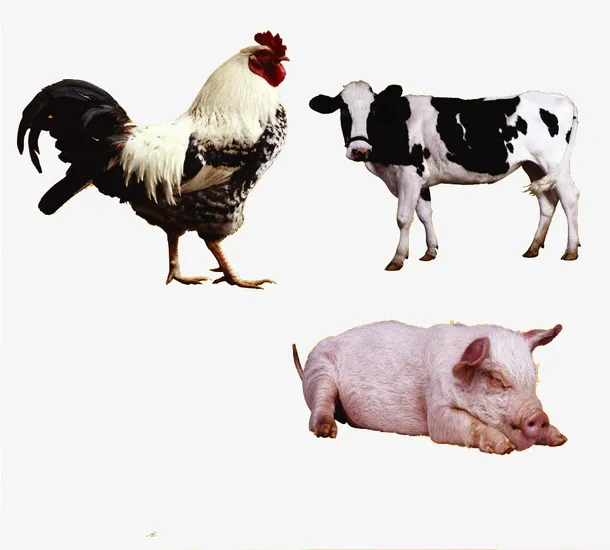 牛鸡猪免抠