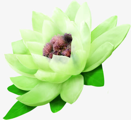 春季绿色护肤品花朵免抠