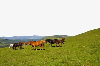 绿色草原牧场免抠