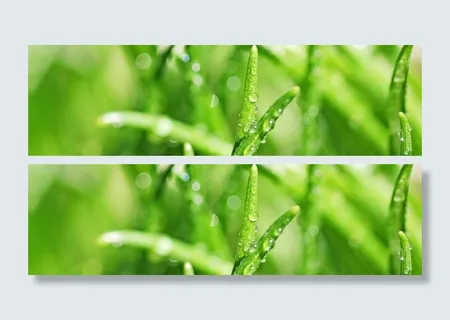 绿色植物露水海报背景高清 绿色植物露水海报背景高清