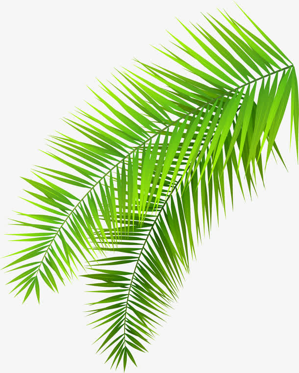 大自然绿色棕榈树树叶免抠
