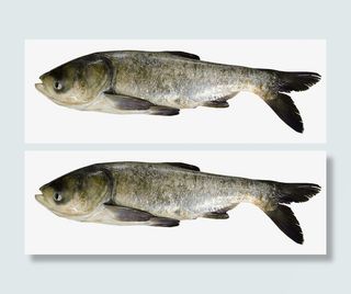 鳙鱼 胖头鱼 水产 大型鱼类免抠