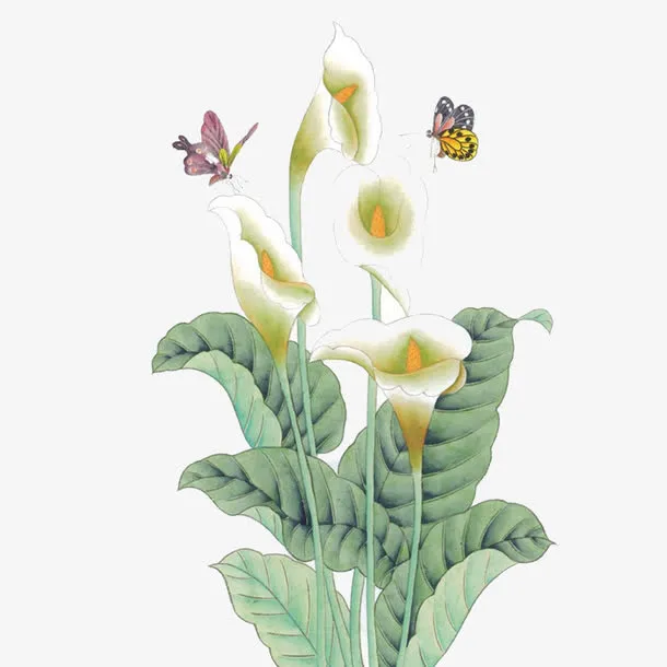 马蹄莲免抠
