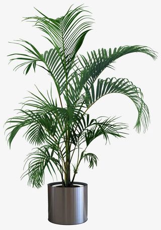 高清植物盆栽免抠