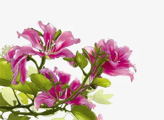 手绘红花羊蹄甲免抠系列免抠