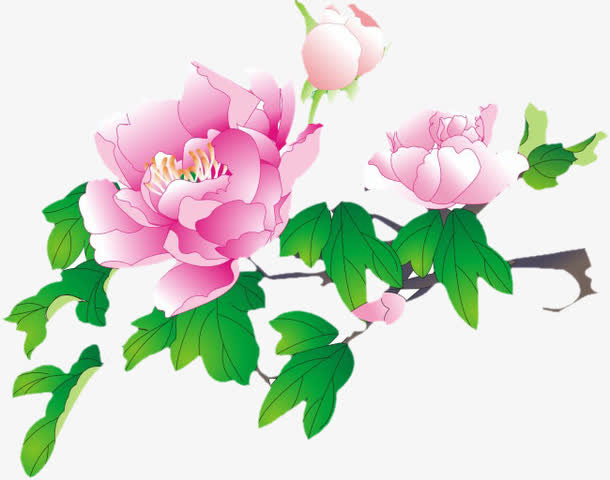 牡丹花开免抠
