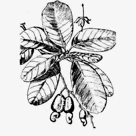手绘素描腰果树枝插画免抠免抠