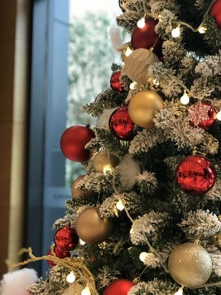 迎接圣诞节的圣诞树高清