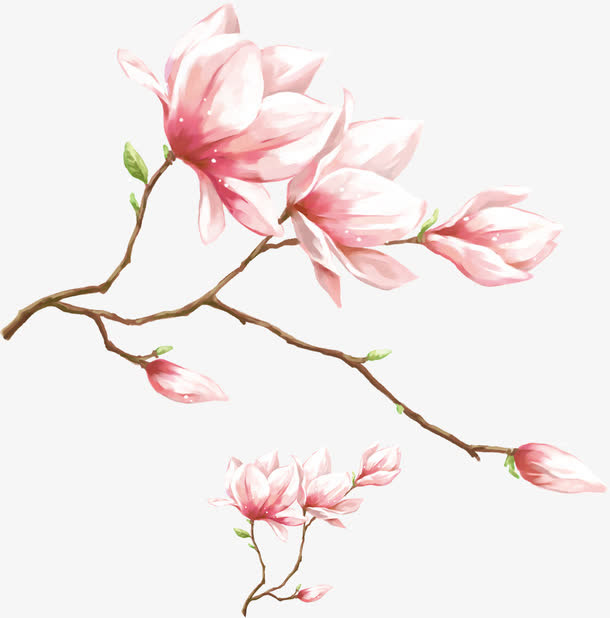 水彩粉色玉兰花免抠
