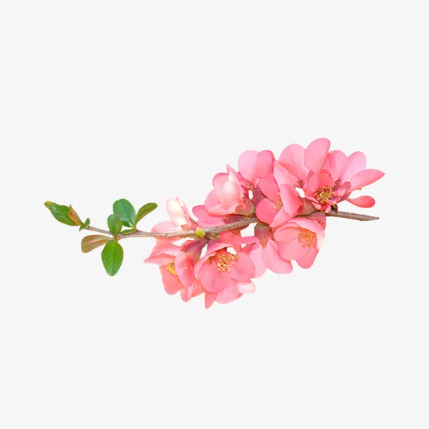 花朵免抠