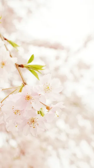 粉色浪漫樱花H5背景素材高清