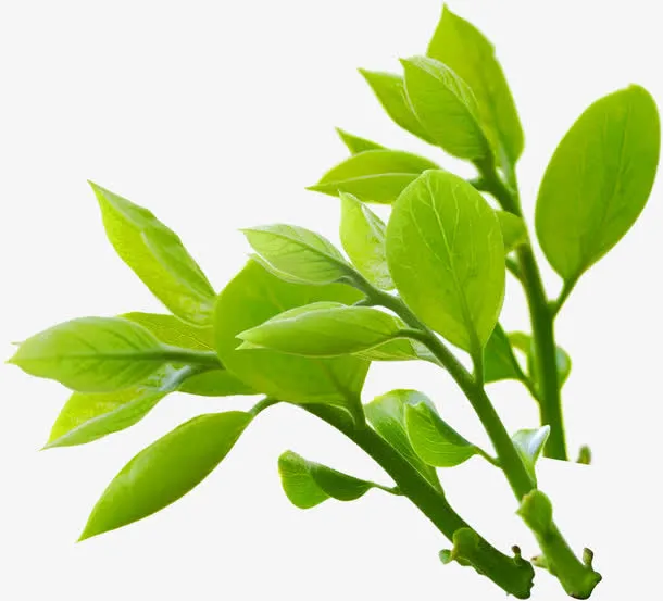 绿色时尚春天树叶生机免抠