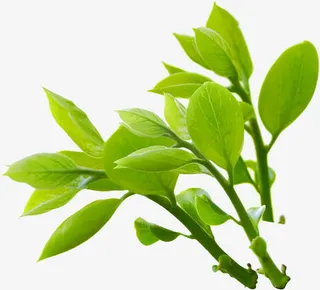 绿色时尚春天树叶生机免抠