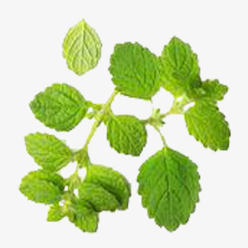 绿色的香蜂草免抠