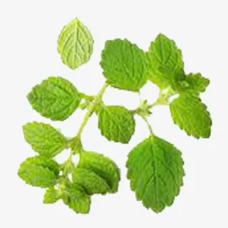 绿色的香蜂草免抠