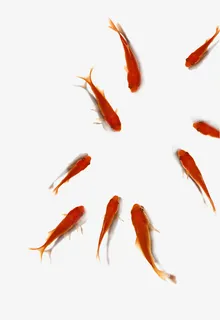 于水中的鲤鱼群免抠