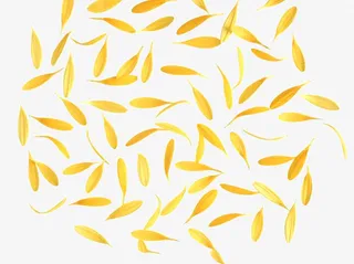 金色花瓣免扣唯美免抠