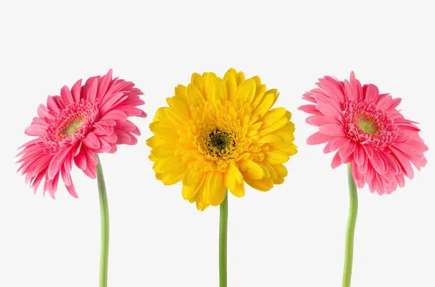 粉色和黄色菊花免抠