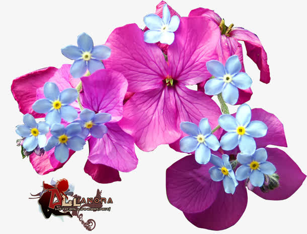 手绘花朵免抠
