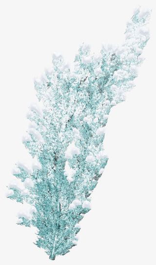 积雪松树枝免抠