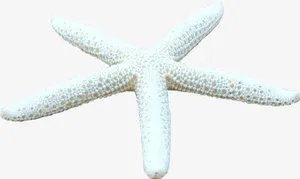 夏日海报元素海星白色免抠