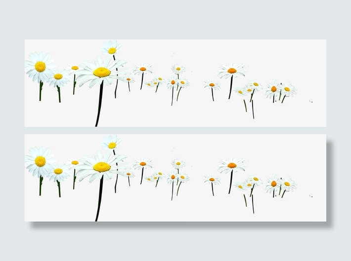 白色手绘美景花朵春天免抠