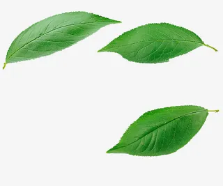 三片桃树叶免抠