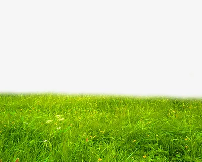 绿色清新草坪边框纹理免抠