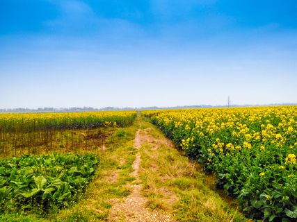 油菜花  油菜花田  黄的花高清