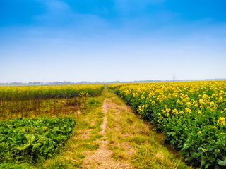 油菜花  油菜花田  黄的花高清
