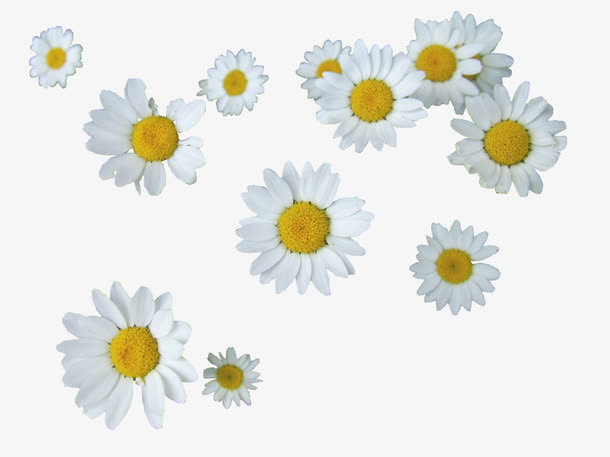 雏菊免抠