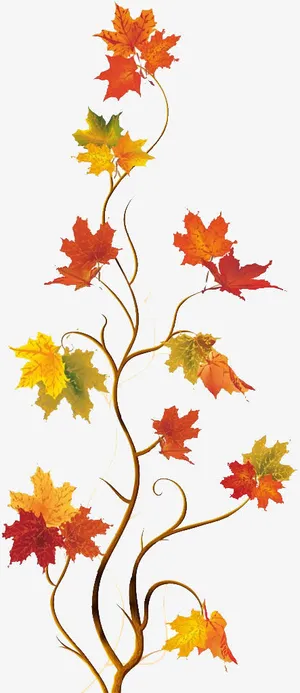 枫叶免抠