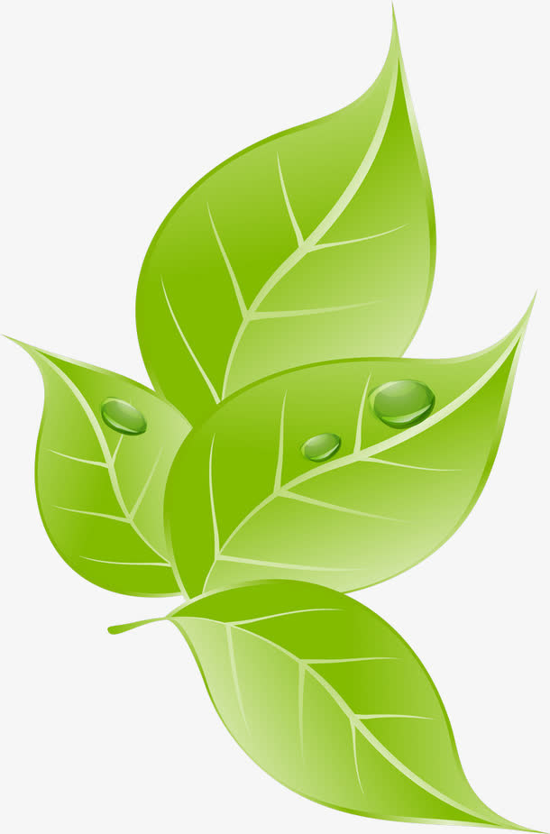 手绘叶子免抠