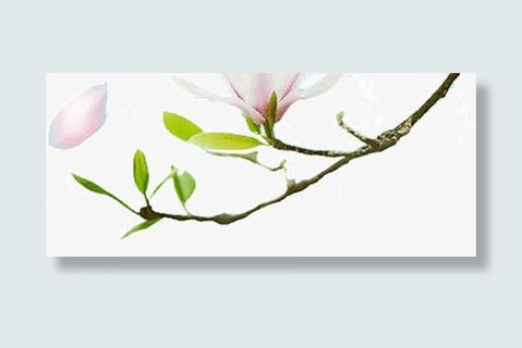 盛开的木兰花免抠