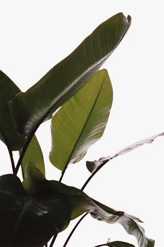 一组芭蕉叶免抠