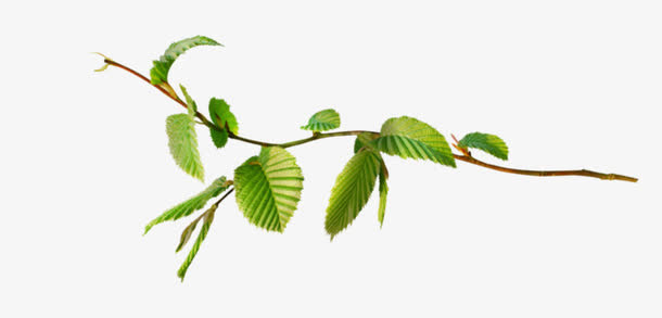 树枝枝条免抠