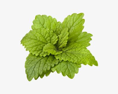 绿色的菜叶子免抠